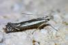 Isophrictis lineatellus